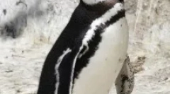 Penguini - nevjerojatne podvodne ptice